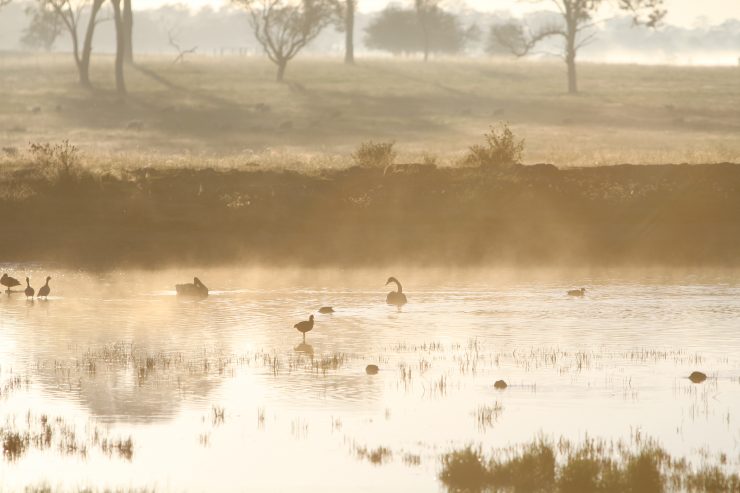 Bird Watching New England High Country