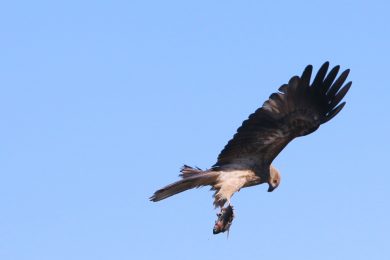 Bird watching dangars lagoon