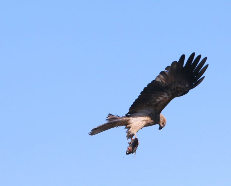 Bird watching dangars lagoon