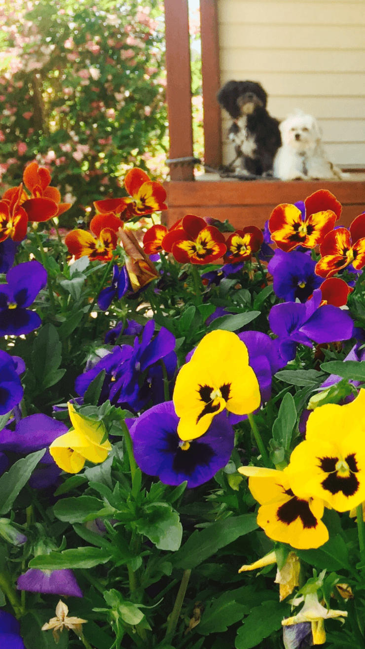 Spring in the New England High Country