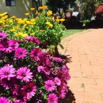 Flora lining the footpaths at Armidale Tourist Park