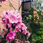 Trees in bloom in Spring at Armidale Tourist Park