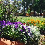 Lanscaped powered sites at Armidale Tourist Park