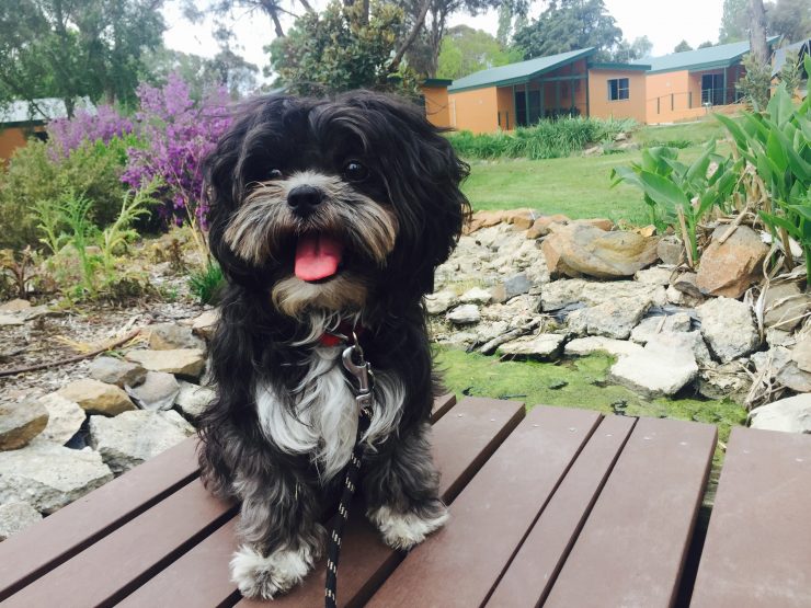travelling with pets armidale and the new england high country